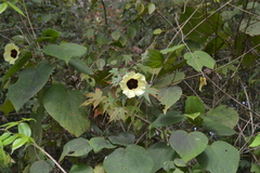 Hibiscus furcatus